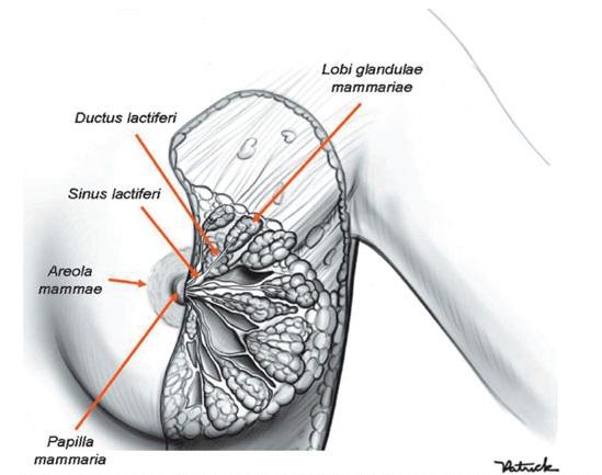 12 Figura 1 - Anatomia da mama Fonte: Macéa e Fregnani, 2006 No nascimento, apenas os ductos principais rudimentares estão presentes. Na infância há um crescimento mínimo desses ductos.