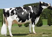 TM 001HO11070 RICKLAND SUPERSIR BRUTUS-ET Nascimento: 31/12/12 No de registro: USA 71577460 No de registro (BR): AX-145132 SUPERSIRE x SUPER x GOLDWYN GLEN-D-HAVEN OMAN BIFFY-ET - BISAVÓ 703 HLTH$