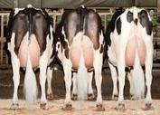 Avô Materno: COYNE-FARMS DORCY-ET Avó Materna: DANDALI MAC MACY Class: VG-86, VG-MS Lactação: 4-02 2x 309d 33,160m 3.4 1128f 3.1 1019p lbs. Linear impressionante, moderno e funcional.