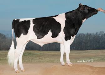 Avô Materno: ENSENADA TABOO PLANET-ET Avó Materna: SULLY SHOTTLE MAY-TW Class: VG-85, DOM Lactação: 2-02 3x 365d 34,110m 3.2 1095f 3.1 1066p lbs. Touro de maior PTA Leite, com úberes altos e largos.