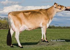 Pai: SCHULTZ VOLCANO HARRIS{4} Mãe: GR FARIA BROTHERS MARVEL EUSEBIO Class: VG-86% Lactação: 2-00 365d 2x 23,200m 5.4 1249f 3.8 882p lbs.