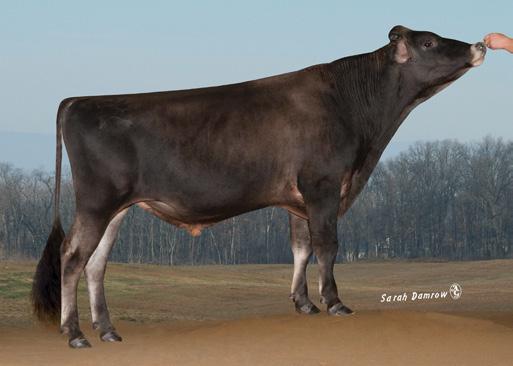 Pai: ALL LYNNS LEGAL VISIONARY-ET Mãe: PR FARIA BROTHERS ACTION DEAN SM Class: EX-92% Lactação: 7-11 305d 29,240d 4.5 1309f 3.5 1032p lbs.