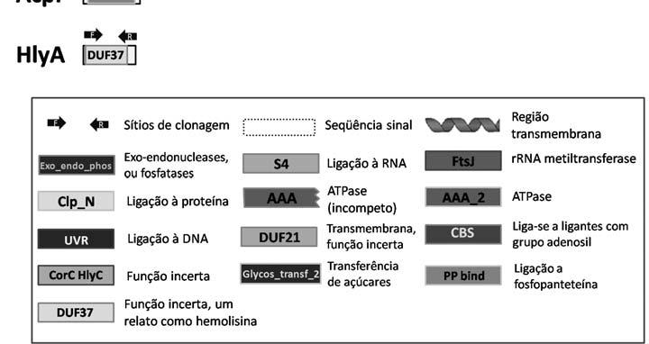 biflexa sorovar Patoc. Por outro lado, a grande maioria dos genes escolhidos está presente em diversos sorovares de leptospiras patogênicas (Figura 4).
