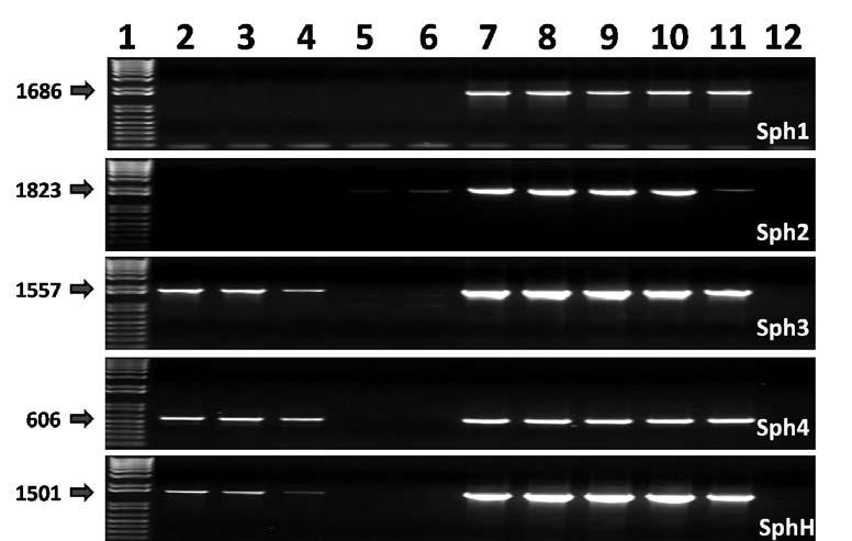 Figura 4: Detecção por PCR dos genes candidatos em sorovares patogênicos de Leptospira. Primers desenhados com base em L.