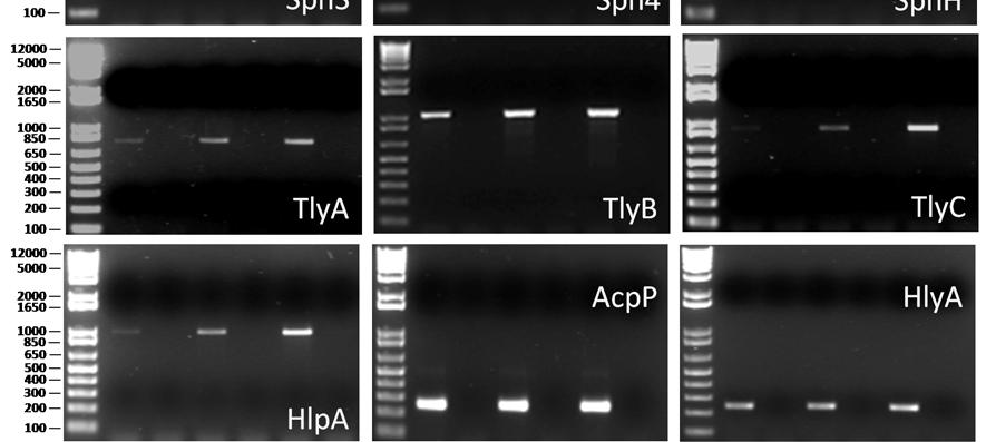 O cdna obtido foi utilizado em um PCR com primers específicos para cada gene (RT+).