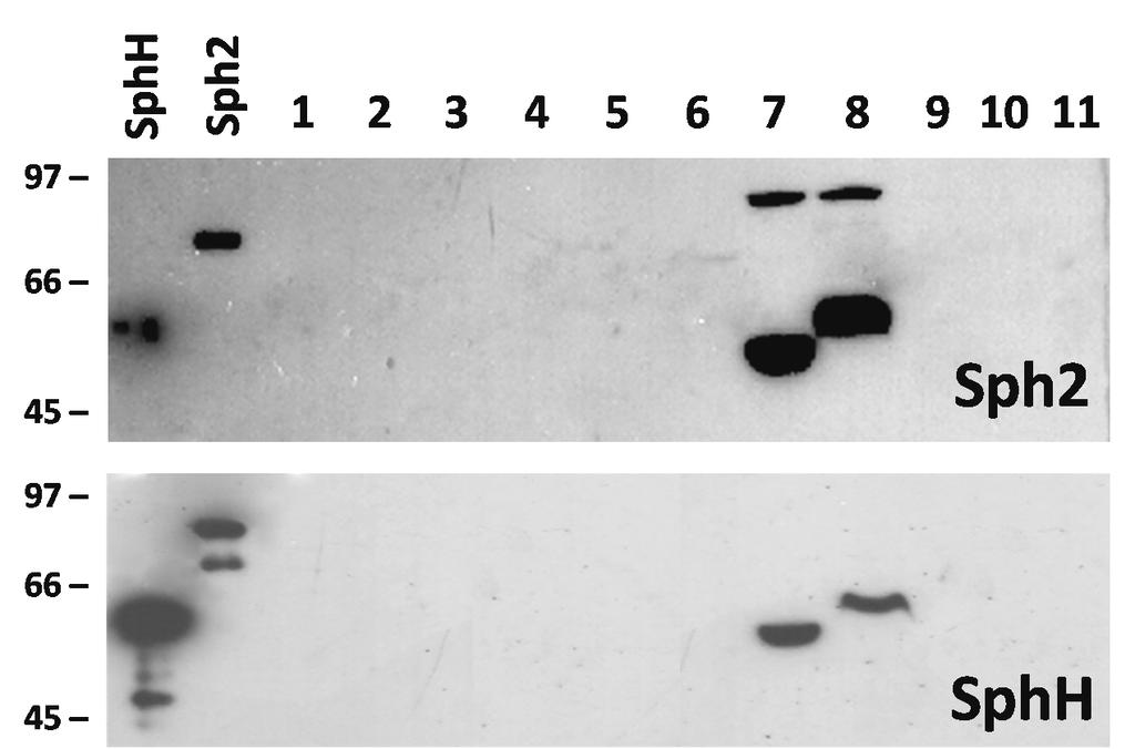 Figura 19: Detecção da expressão de esfingomielinases em cultivos de Leptospira.
