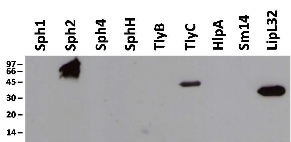 Figura 23: Anticorpos IgG de soro de paciente com leptospirose reconhecem Sph2 e TlyC.