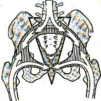 1 CURSO DE OSTEOPATIA Etapa 1 O Ilíaco e o