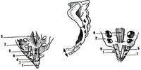 13 Meios de União Ligamento interósseo Sistema ligamentar periférico: Ligamento anterior e posterior Ligamento arqueado IV - Articulação Sacrococcígea Superfície Articular Superfície sacra é côncava