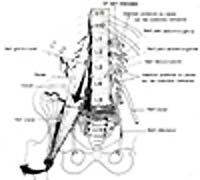 14 Considerações sobre alguns músculos Importantes para a compreensão dos movimentos ilíacos e suas disfunções O Psoas Estabiliza anteriormente a articulação sacroilíaca O psoas apresenta seu máximo