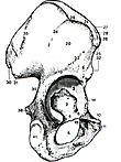 Elementos importantes: Superfície não articular do acetábulo (inserção do ligamento