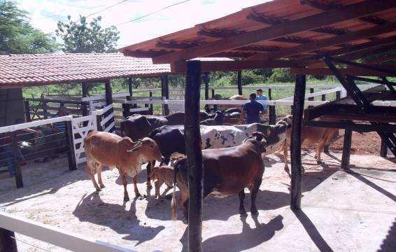 In questa fase i vitelli vengono separati dalle vacche nutrici per permettere la mungitura.