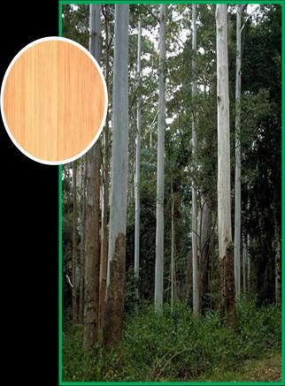 Informativo CEPEA - Setor Florestal Número 176 Agosto de 2016 Introdução Apenas alguns produtos florestais in natura e semi-processados oriundos de florestas plantadas e alguns tipos de pranchas de