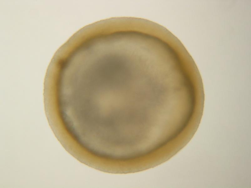 40 Figura1 Ovócito de Prochilodus lineatus fecundado - fase de fechamento do blastóporo A fase de organogênese em teleósteos é evidenciada pelos primeiros somitos e o surgimento do saco vitelínico.
