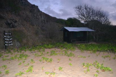 Este valor é integralmente revertido para a pesquisa e conservação das tartarugasmarinhas. Figura 2: Praia do Leão. Em primeiro plano, a Pedra do Leão, à direita, e o Morro da Viuvinha, à esquerda.