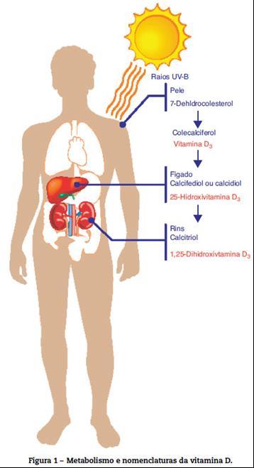 3 DEFICIÊNCIA DE VITAMINA D Segundo Kich (2012), a deficiência de vitamina D é comum em variados grupos populacionais, especialmente entre idosos.