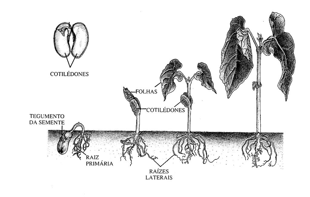 ---------------------------------------------------------------------- Questão 12 A figura abaixo representa a germinação de uma planta.