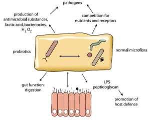 Diretriz mundial da WGO Probióticos e prebióticos 9 Patógenos Produção de substâncias antimicrobianas, ácido láctico, bacteriocinas, H 2O 2 Competição por nutrientes e receptores Probióticos