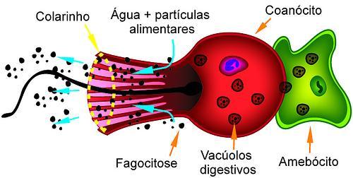 interior, os coanócitos e amebócitos capturam, por fagocitose, seres unicelulares.
