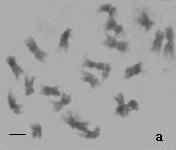 364 Ortolani, Mataqueiro & Moro: Caracterização citogenética em Schlumbergera truncata (Haworth) Moran... Figura 4. a. Metáfase mitótica de S. buckleyi contendo flores de pigmentação rósea. b. Cariótipo mitótico (2n = 22 cromossomos).