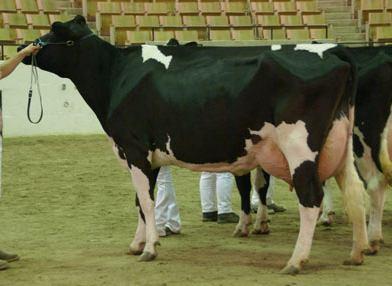 Figura 2. Bovinos leiteiros da raça Holandesa. Fonte: Holstein World (2010). 1.5.