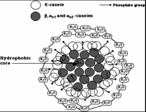 (A) Caseína: substância coloidal complexa, associada ao cálcio e ao fósforo, é formada