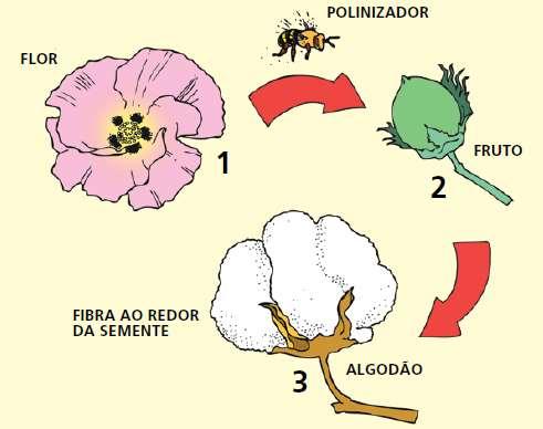 Polinização do algodão Flores de algodoeiro visitadas por abelhas têm desempenho médio de produtividade melhor em comparação àquelas não