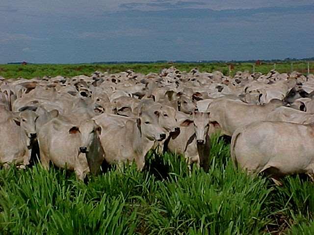 Como aumentar a produção de carne em