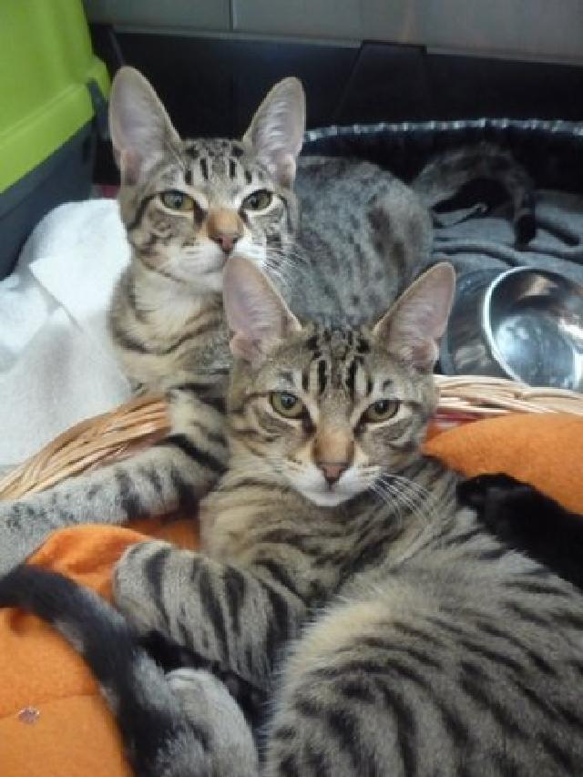 animal_id=11399 O Francisco e o Rudolfo são dois gatinhos muito jovens (5 meses), muito meigos e gentis, que