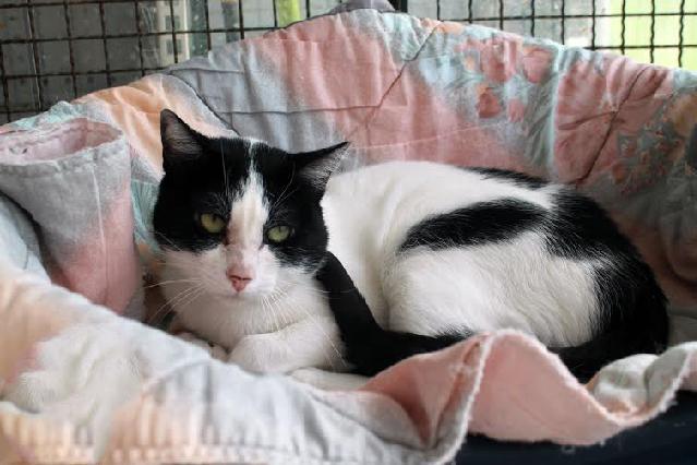 Foi abandonado e ainda não aceita aproximações, precisa de alguém com paciência para o conquistar. Dá-se bem com outros gatos, em especial com a sua namorada a Irma.