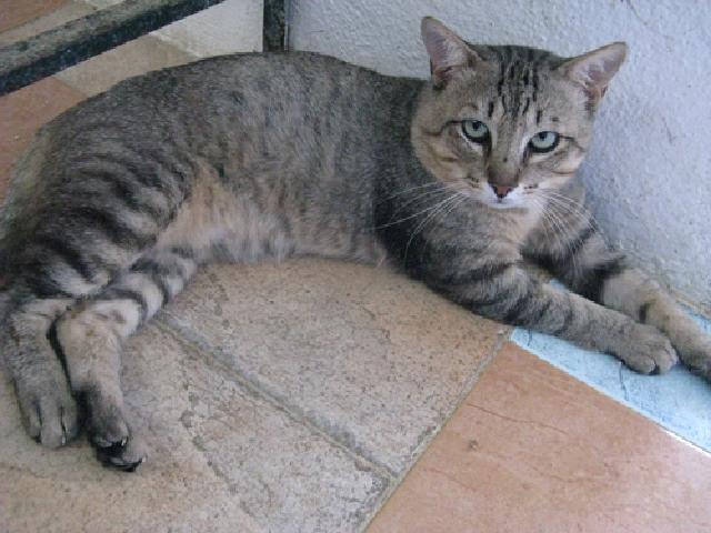 Alojado na ala Gatil, box/jaula GATIL08 Usar Referência 7579 para mais informação. http://www.portugalzoofilo.net/gatos/gato.jsp?animal_id=7579 O Janis é um gatinho com muito medo de pessoas.