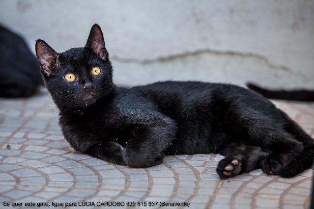 Alojado na ala Apelos de Particulares, box/jaula Gatos Usar Referência 10999 para mais informação. http://www.portugalzoofilo.net/gatos/gato.jsp?