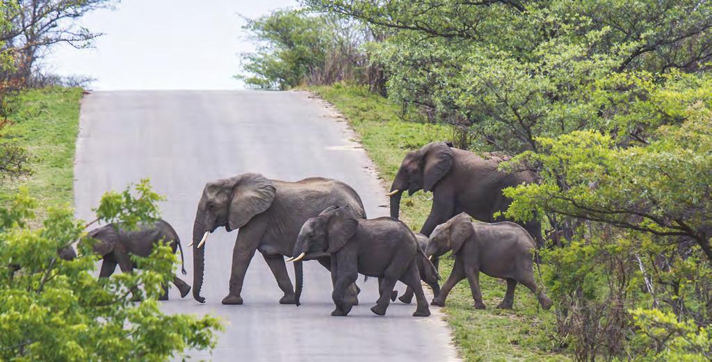 ÁFRICA COLEÇÃO OUTONO-INVERNO 2016/17 O primeiro contacto que o viajante tem com África é um momento que lembramos para o resto da vida. O berço da humanidade desperta cada sentido do viajante.