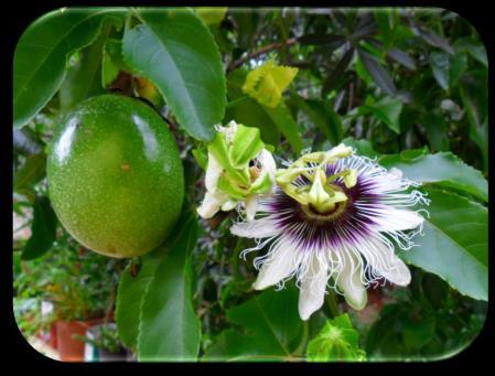 ORQUÍDEA