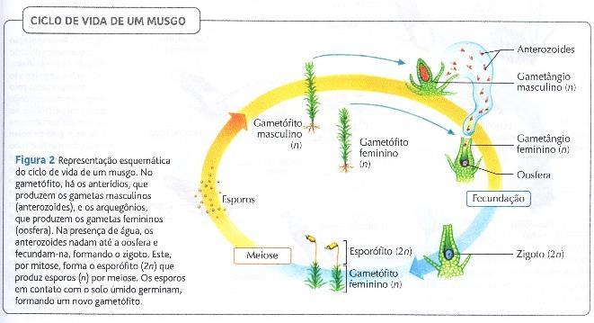 Haploides (gametófitos): produz gametas por mitose; Diploides (esporófitos): produz esporos por meiose.