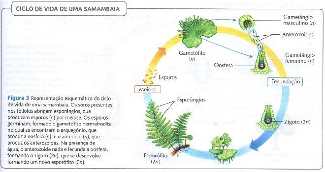 Gametófito é a fase transitória haploide; cujo prótalo hermafrodita sustenta o esporófito jovem;