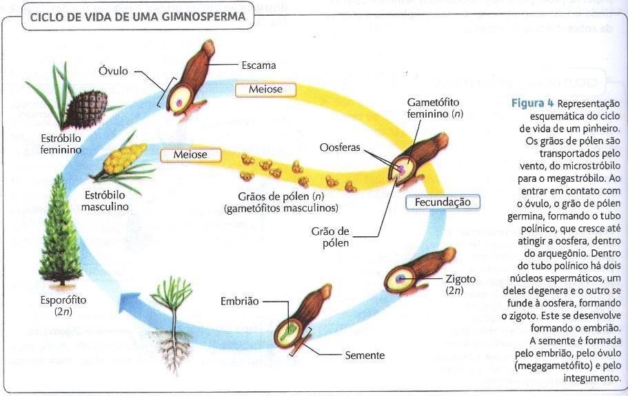 Gametófito é a fase transitória haploide; cuja polinização forma um embrião diploide (2n);