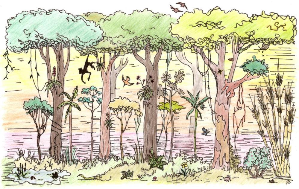 PRINCIPAIS HÁBITOS VEGETAIS Árvore; Arbusto; Erva; Macrófita; Trepadeira; Parasita; Epífita. Chave Dicotômica para Hábitos Vegetais 1 Planta aquática (submersa ouflutuante).