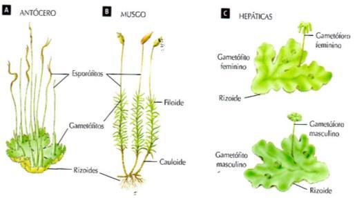 BRIÓFITAS Plantas pequenas, sem vasos condutores e