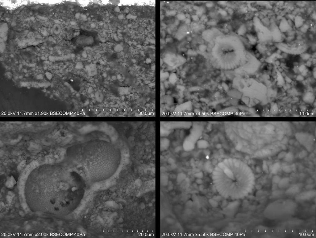 Figura 6. Micrografias por SEM (BSE) da camada de preparação revelando a presença de cocólitos e microfósseis marinhos (preparação à base de cré).