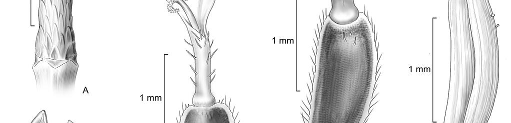 M. Alves & N. Roque Tribo Heliantheae na Bahia Figura 7. A D.