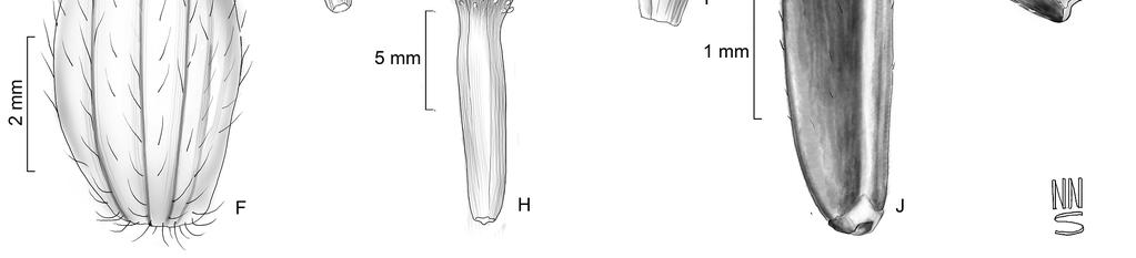 Cavalcanti et al. 37 (ALCB, HUEFS); Rio de Contas, 13 32'S, 41 57'W, jan. 2000, A.M. Giulietti & R.M. Harley 1655 (HUEFS); Ruy Barbosa, jul. 1975, A. Queiroz s.n. (ALCB 21575); Salvador, maio 2012, M.