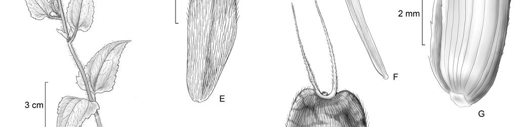 Simsia dombeyana: D- ramo; E- flor do disco; F- flor do raio; G- pálea; H- cipsela com embrião confinado no centro e borda plana. (A, B- Guedes 2; C- Peso 2 ; D H- Guedes 2767).