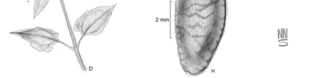 n.m., dez. 2013, M. Alves et al. 291 (ALCB, HUEFS); Boa Nova, 14 23'42,8''S, 40 10'31,5''W, 780 m s.n.m., jul. 2013, M. Alves et al. 249 (ALCB, HUEFS); Boa Vista do Tupim, abr.