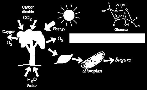 Ordem pode ser obtida as custas de energia A fotosíntese converte energia solar em energia potencial nas moléculas