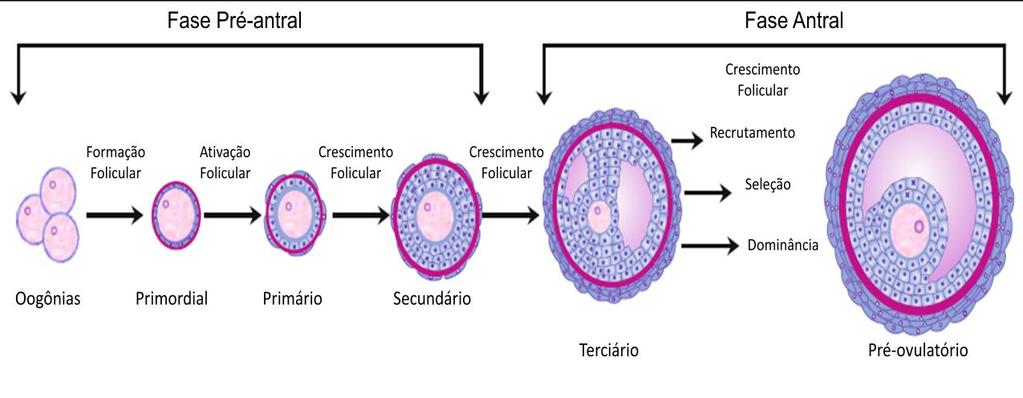 22 citoplasmáticos e começo da descondensação da cromatina, ou em estágios mais avançados, com oócito com o nucléolo e o citoplasma em fragmentação e condensação da cromatina elevada, ou ainda com o