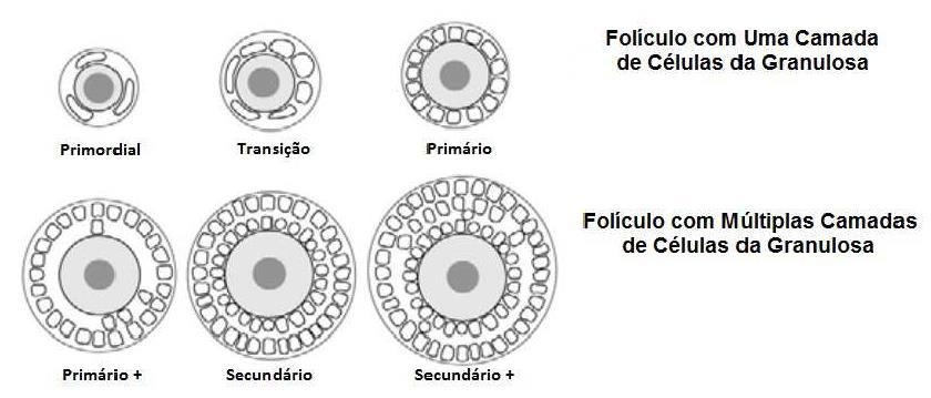 24 Figura 5 - Alterações celulares em folículos ovarianos que ocorrem durante o desenvolvimento folicular Fonte: Adaptado de Silva-Buttkus et al. ( 10