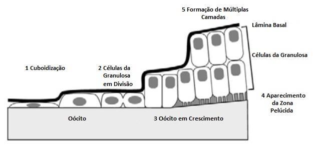 28 O primeiro sinal de ativação folicular é marcado pela proliferação das células da granulosa (Figura 6).