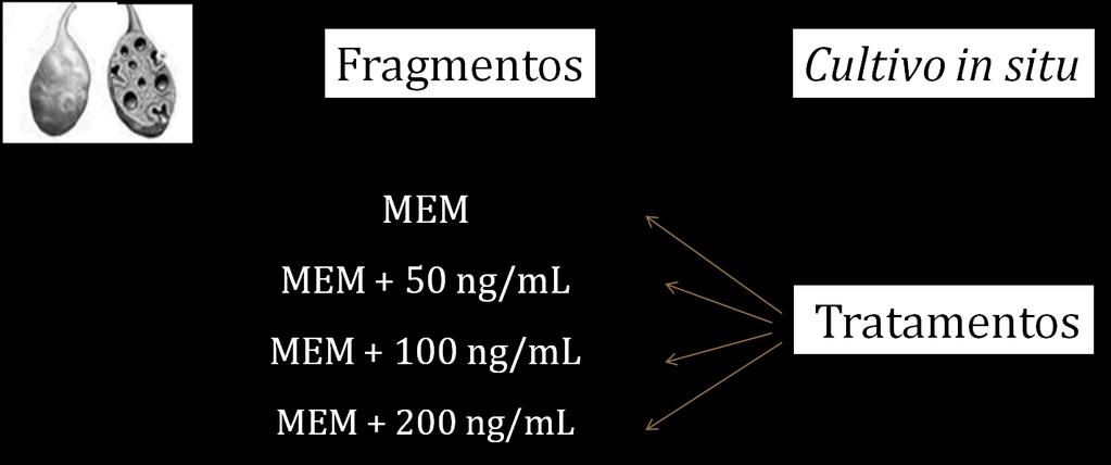 42 mosm/l, ph 7,2) suplementado (MEM+) com ITS (6,25 µg/ml insulina, 6,25 mg/ml transferrina, e 6,25 ng/ml selênio), 0,23 mm de piruvato, 2 mm glutamina, 2 mm hipoxantina, 1,25 mg/ml de albumina