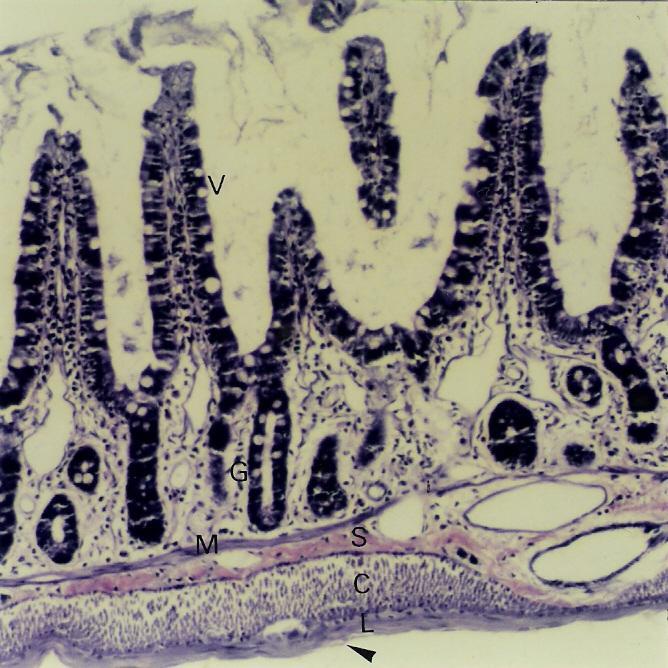 dois ciclos de secreção de muco (glicoproteínas) que lubrifica a luz intestinal.